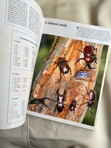 Insects - Children's Treasury of Knowledge
