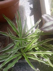 3 Real Spider Plant in soil