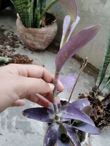 10 Plant combo