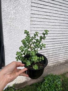 Miniature Jade Bonsai Tree