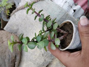 Adenium 10 Plant Combo