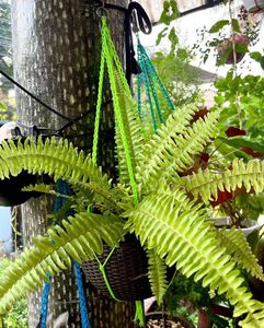 Fern combo