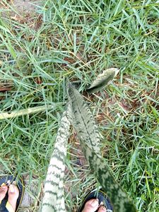Snake Plant