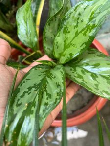 Aglaonema Chinese Evergreen