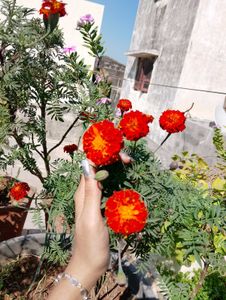 French marrygold plant seeds