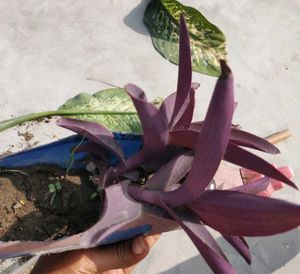 Purple Heart Plant live