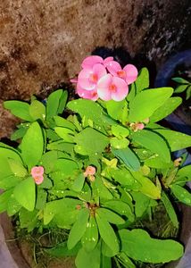 Euphorbia Milli Or Crown Of Thorns Live Plant