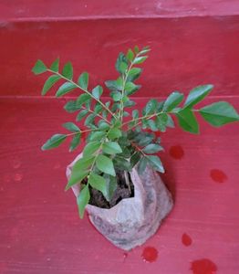 Pure Sent Curry Leaves Plant 🌵