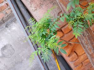 Fresh Curry Leaves