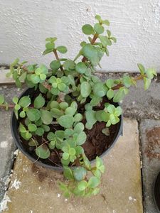Jed plant ☘️☘️