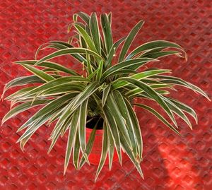 🌴Chlorophytum laxum  Plant 🪴 &amp; pot