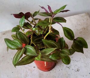Tradescantia zebrina Plant 🌵&amp; Pot