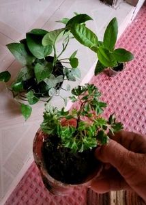 3 Set  Ming Aralia Pana &amp; Money &amp; Bear Plants