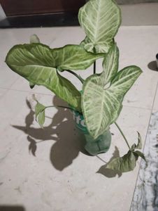 Plant