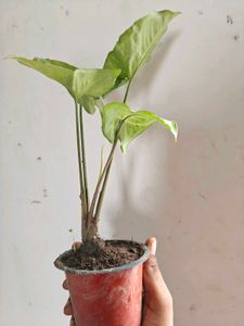 Combo of plants