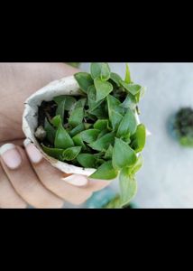 5 Rooted Plant