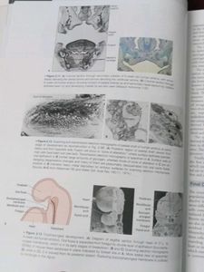Orban's Oral Histology 16th Edition