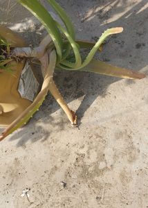 Aloevera Plant 7 Year Mature Plan So Many Baby