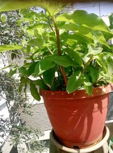Plants