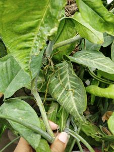 7 Indoor Plants