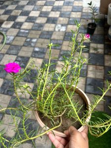 Vibrant Portulaca Plant with Blooming Flowers