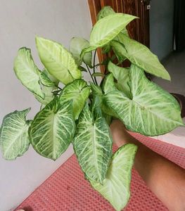 2 set Caladium Pink Splash &amp; arrohead Plants🪴