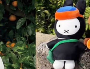 jeju island Miffy Plush