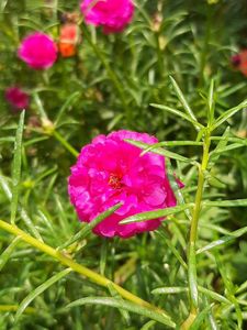 Combo Of Portulaca