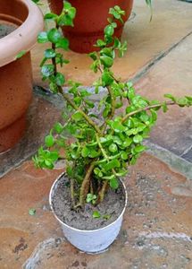 BUY ONE GET TWOJade / Dhankuber Live Plant