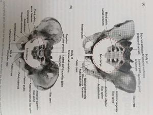 Cunningham's Manual of Practical Anatomy