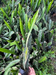 Dragon fruit plant