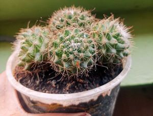 ball Flower Cactus