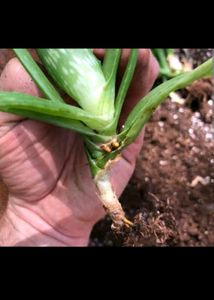 2 Baby Aelovera Live Plant