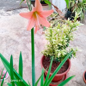 Two Colours Summer Lily Bulb, Red And Peach