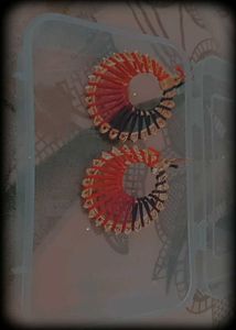 Fashionable Earings For Girls.....