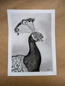 Sketch of a Peacock (Commission works accepted)