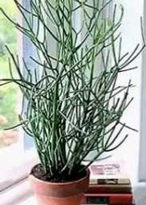 Jade Plant