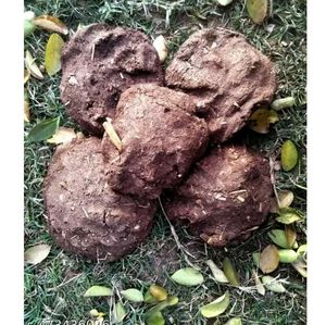 Cow Dung