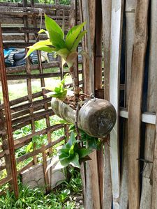 Callisia Fragrans Basket Plant