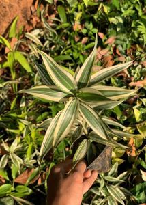 darceana reflexa