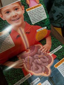 Amazing Body 3D Sticker Fun Book