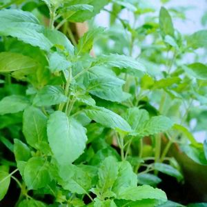 Tulsi Plant
