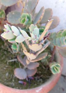 Laxiflora Kalanchoe Live Plant