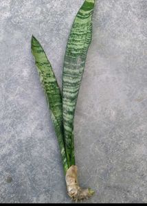 combo of 4 live plants