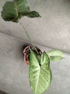 Assorted Potted Plants Bundle