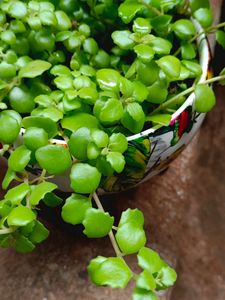 Turtle Vine Plant