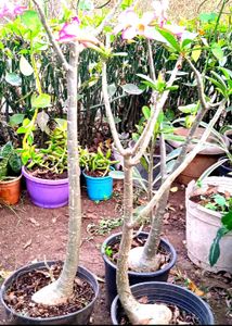 Combo Plants