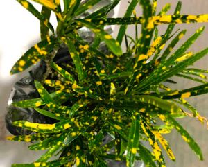 Assorted Plants ( 2Varieties )