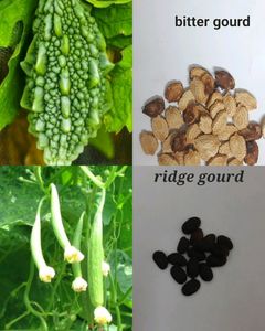 Seeds And Cuttings