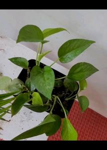 Evergreen Money Plant🪴&amp; pot